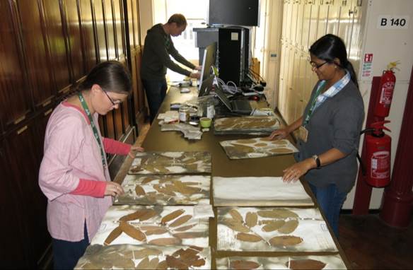 Digitisation of the Wallich Herbarium at RBG Kew